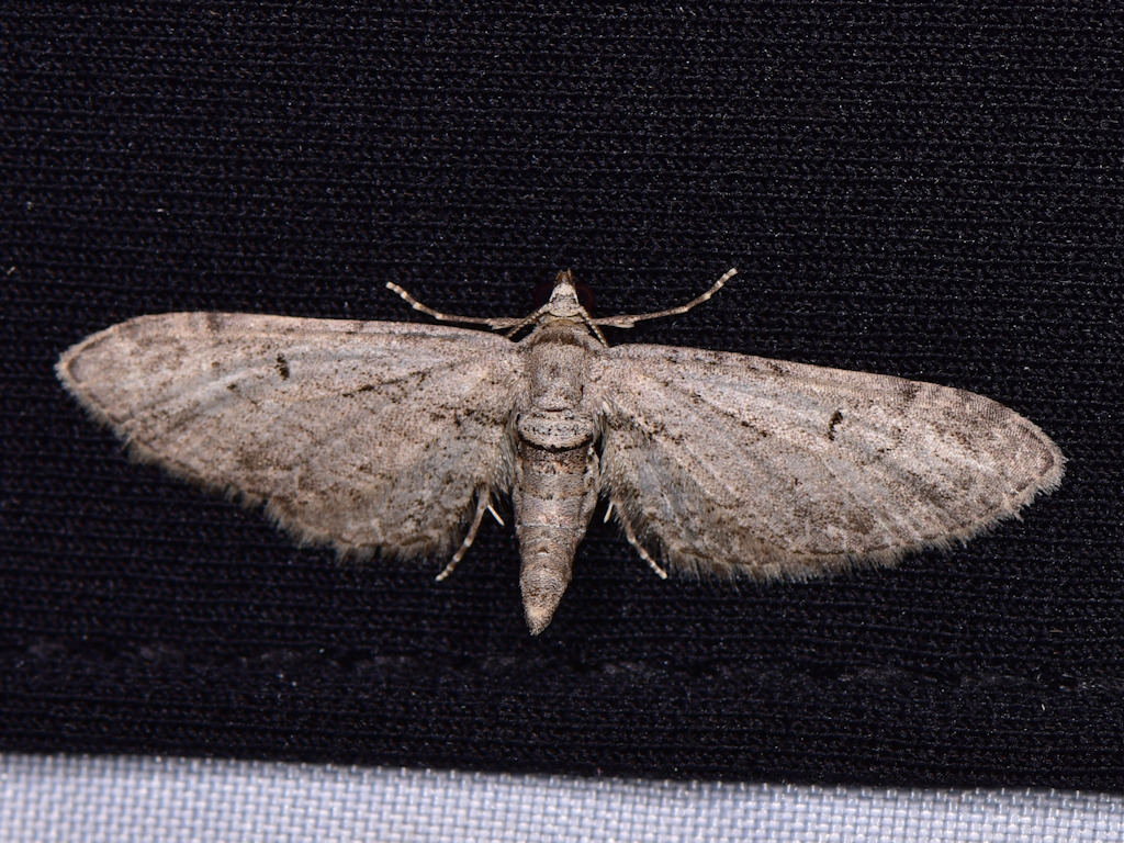 Eupithecia millefoliata