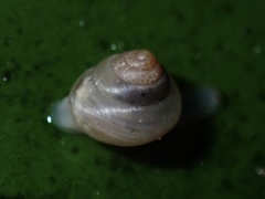 Coneuplecta calculosa