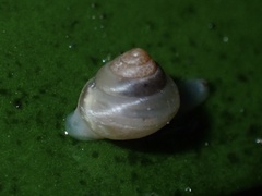 Coneuplecta calculosa