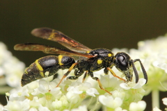 Symmorphus canadensis