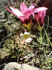 Romulea hirsuta