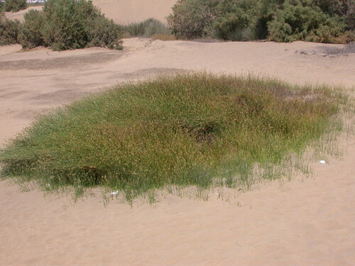 Cyperus laevigatus subsp. laevigatus image