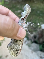 Fulgora laternaria