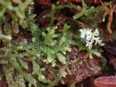 Cephalozia bicuspidata