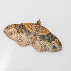 Xanthorhoe ferrugata