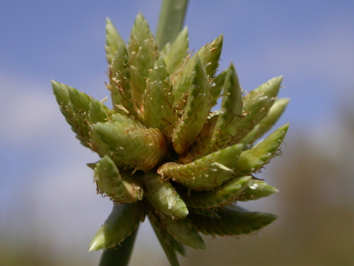 Cyperus laevigatus subsp. laevigatus image