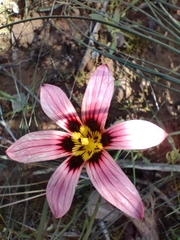 Romulea hirsuta