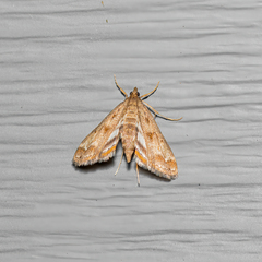 Parapoynx obscuralis