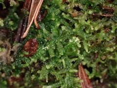 Cephalozia bicuspidata