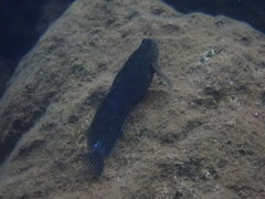 Parablennius sanguinolentus