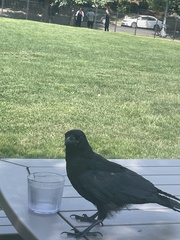 Corvus
