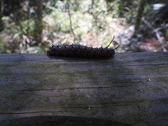 Anisota virginiensis