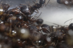 Camponotus subbarbatus