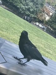 Corvus