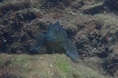 Parablennius sanguinolentus
