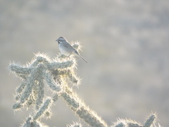 Amphispiza bilineata