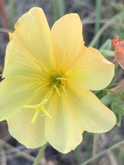 Oenothera drummondii