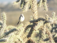 Amphispiza bilineata