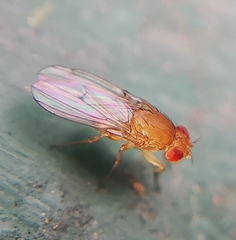 Drosophila
