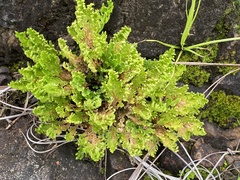 Selaginella lepidophylla
