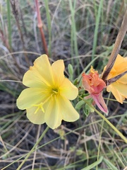 Oenothera drummondii