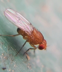 Drosophila