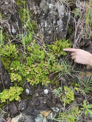 Selaginella lepidophylla