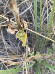 Oenothera drummondii