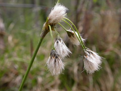 Eriophorum latifolium
