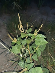 Amaranthus spinosus