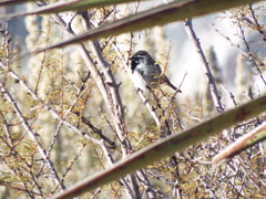 Amphispiza bilineata