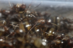 Camponotus subbarbatus