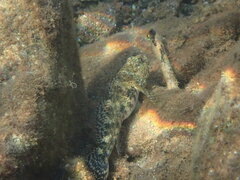 Gobius cobitis