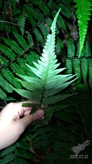 Diplazium taiwanense