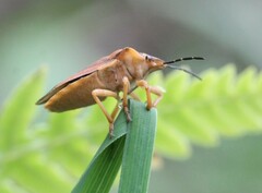 Carpocoris fuscispinus