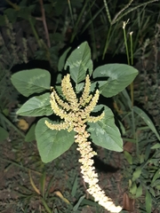 Amaranthus spinosus
