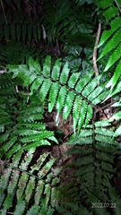 Diplazium taiwanense