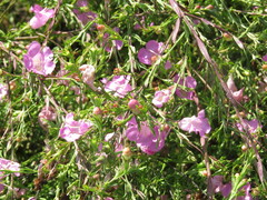 Agalinis heterophylla
