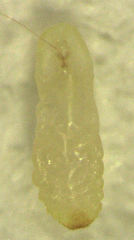 Lepidosaphes pallida