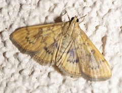 Psara dryalis