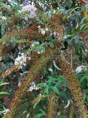 Buddleja