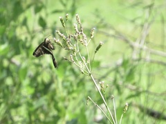 Chioides albofasciatus