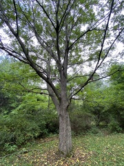 Juglans cinerea