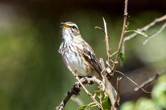 Cercotrichas leucophrys