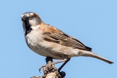 Passer rufocinctus