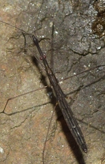 Hydrometra stagnorum