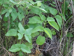 Ostericum palustre