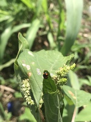 Coccinella leonina