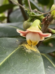 Ternstroemia