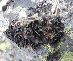 Umbilicaria polyphylla